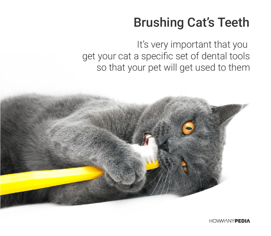 Brushing_Cats_Teeth