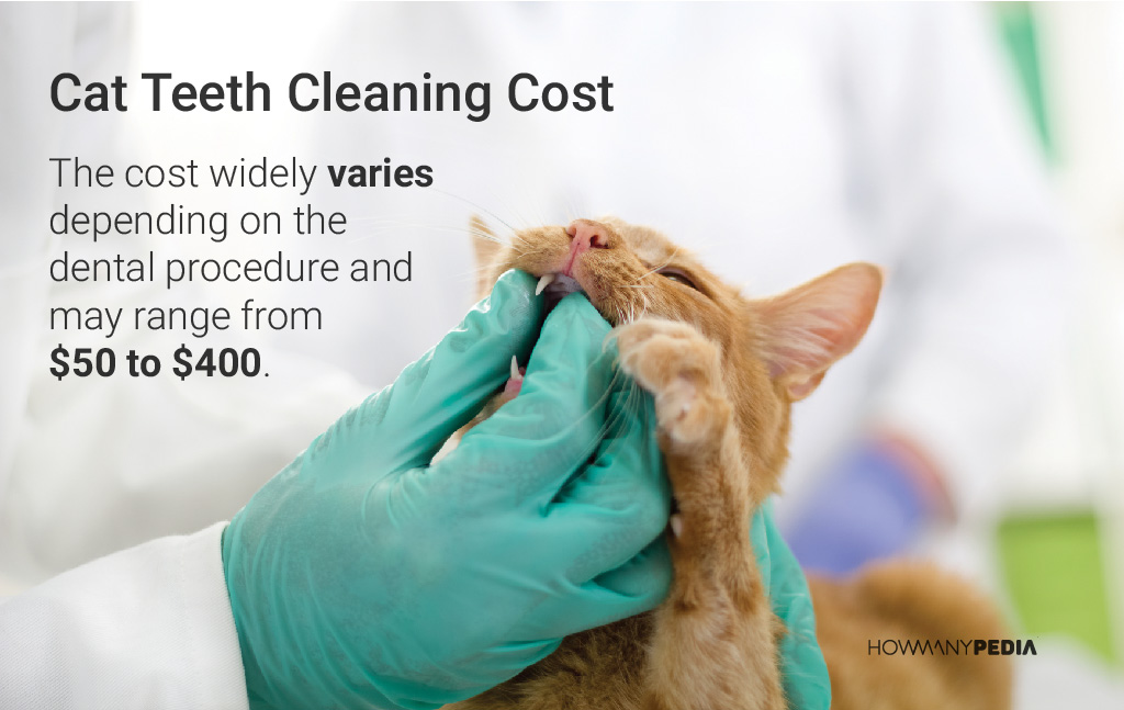 Cat_Teeth_Cleaning_Cost
