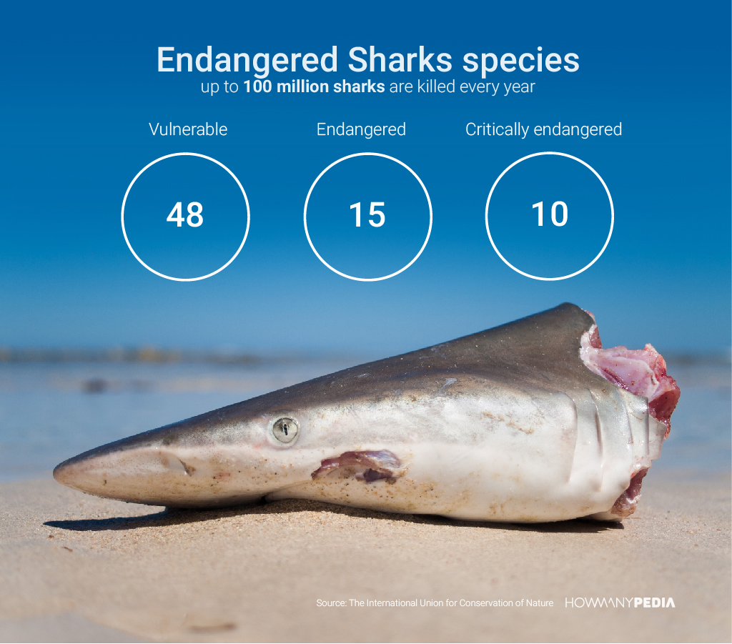 Endangered_Sharks