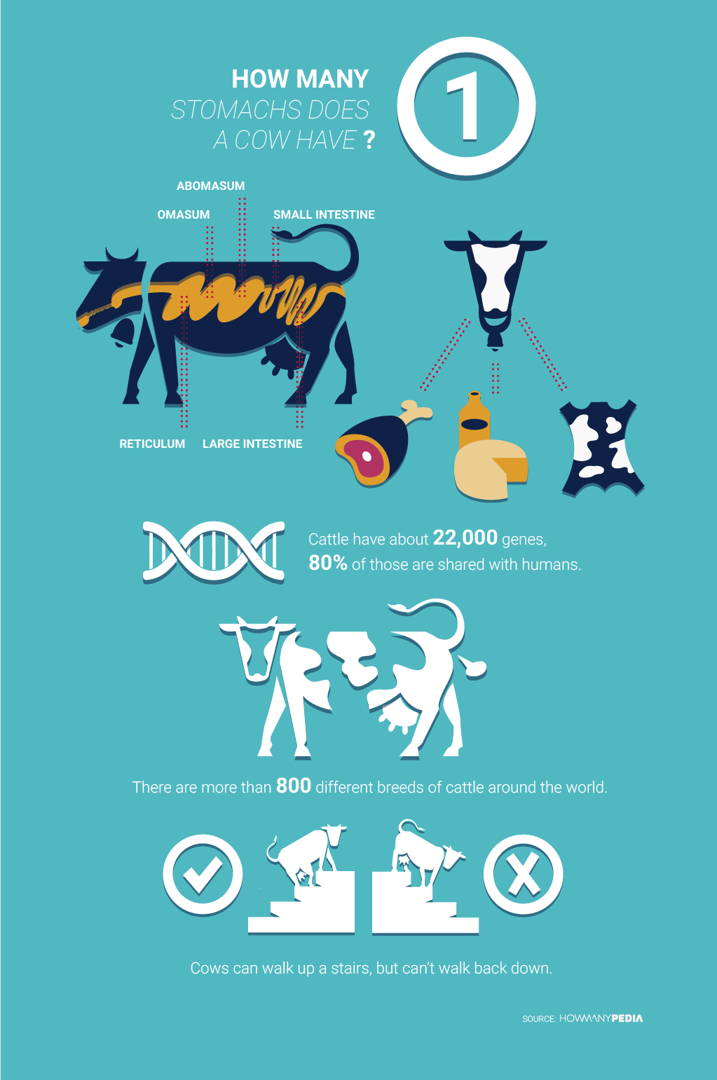 How Many Stomachs Does A Cow Have Infographic