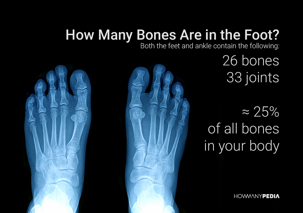 How_Many_Bones_Are_in_the_Foot