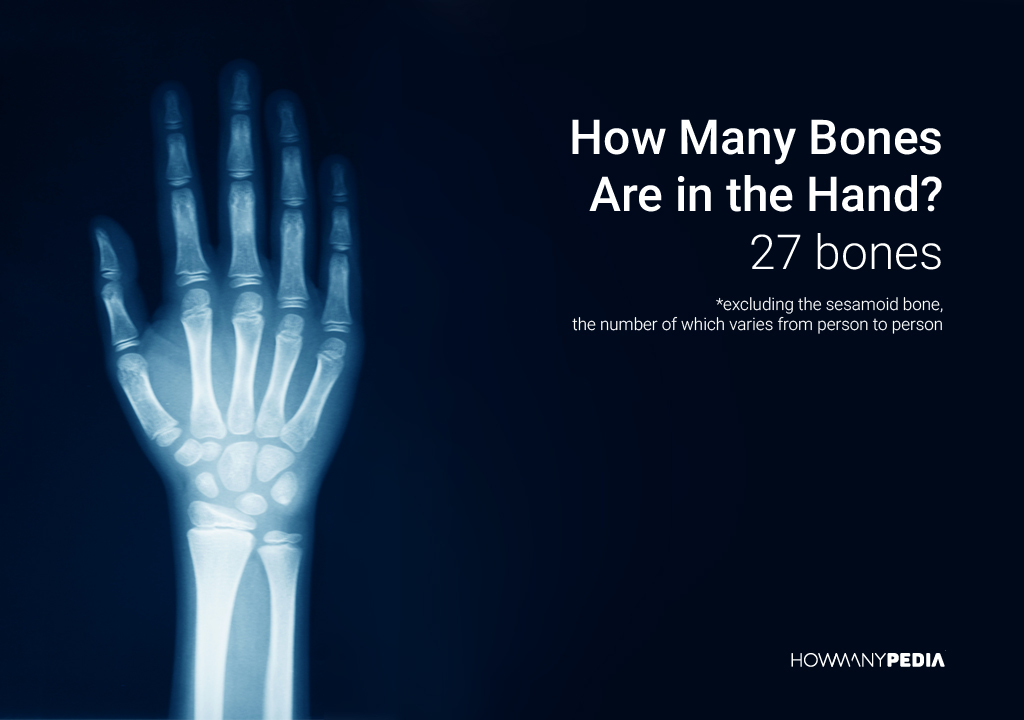 How_Many_Bones_Are_in_the_Hand