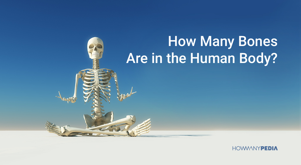 How_Many_Bones_Are_in_the_Human_Body