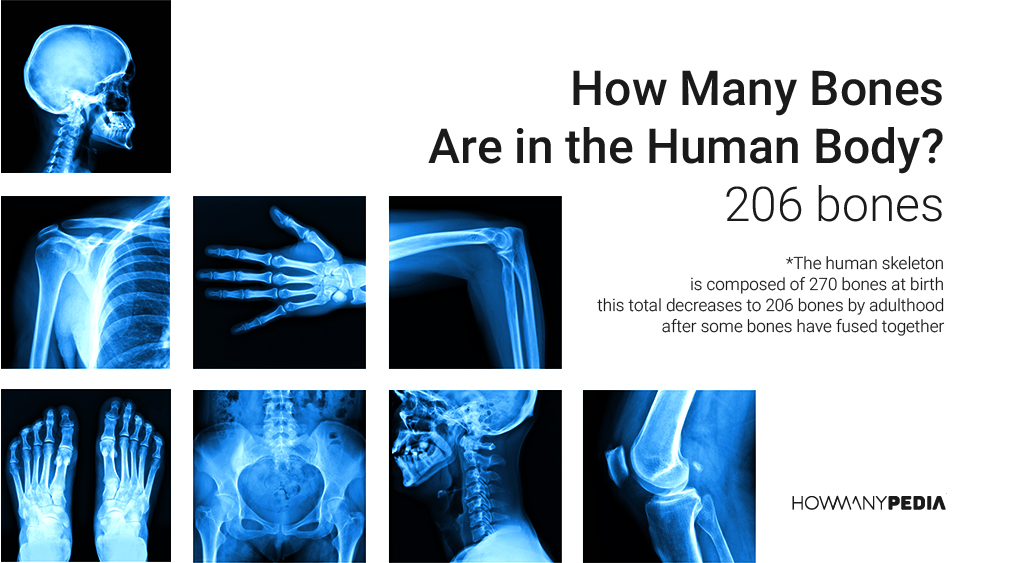 How Many Bones Are in the Human Body