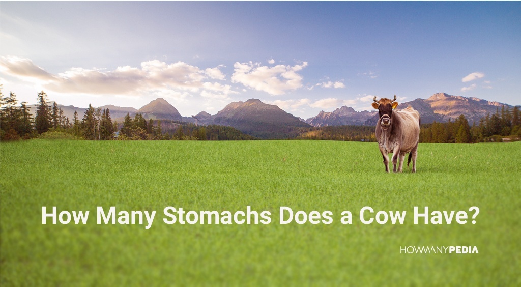 How_Many_Stomachs_Does_a_Cow_Have
