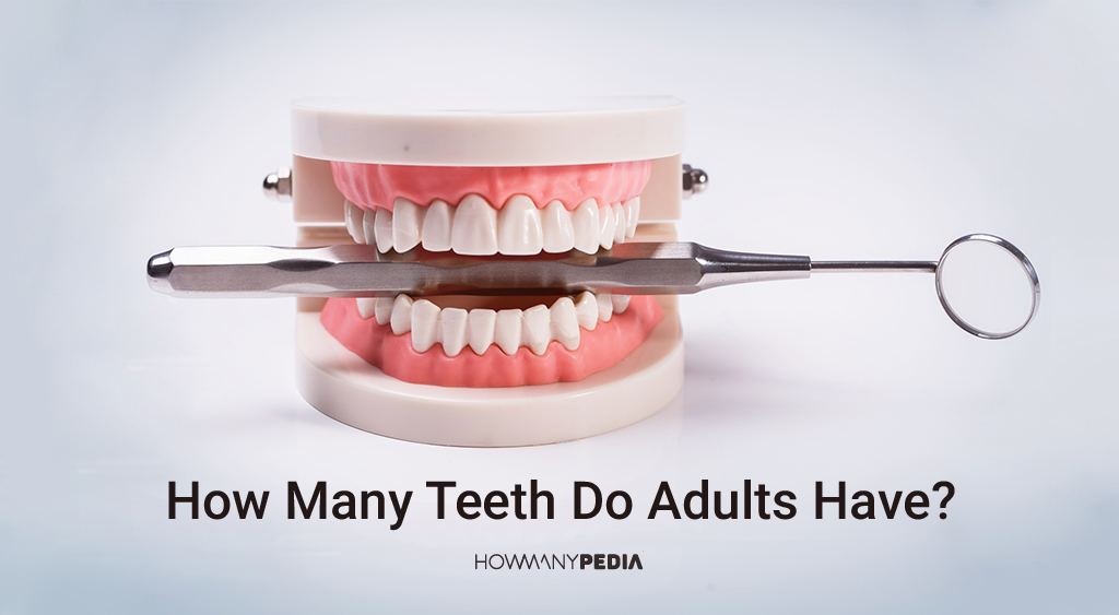 How_Many_Teeth_Do_Adults_Have