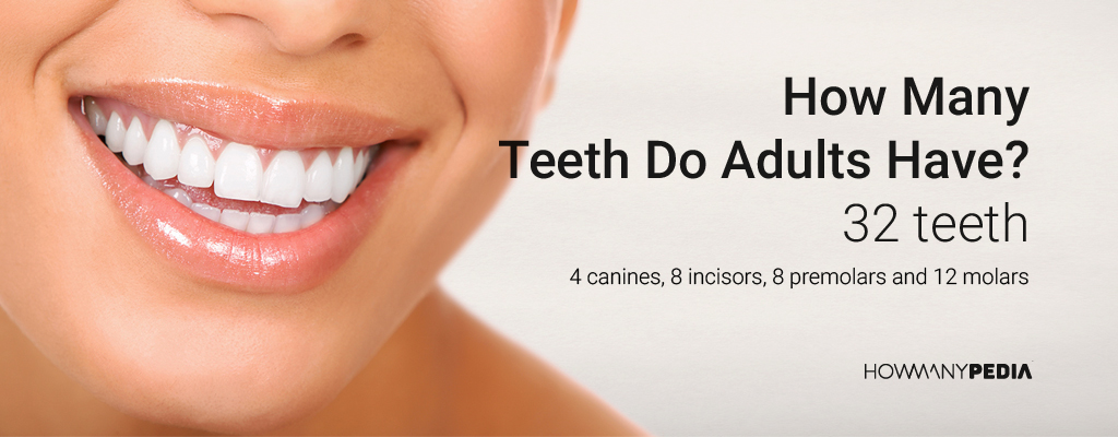 How Many Teeth Do Adults Have