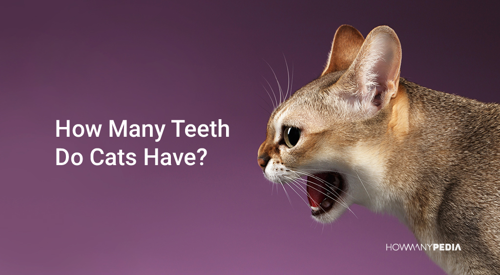 How_Many_Teeth_Do_Cats_Have