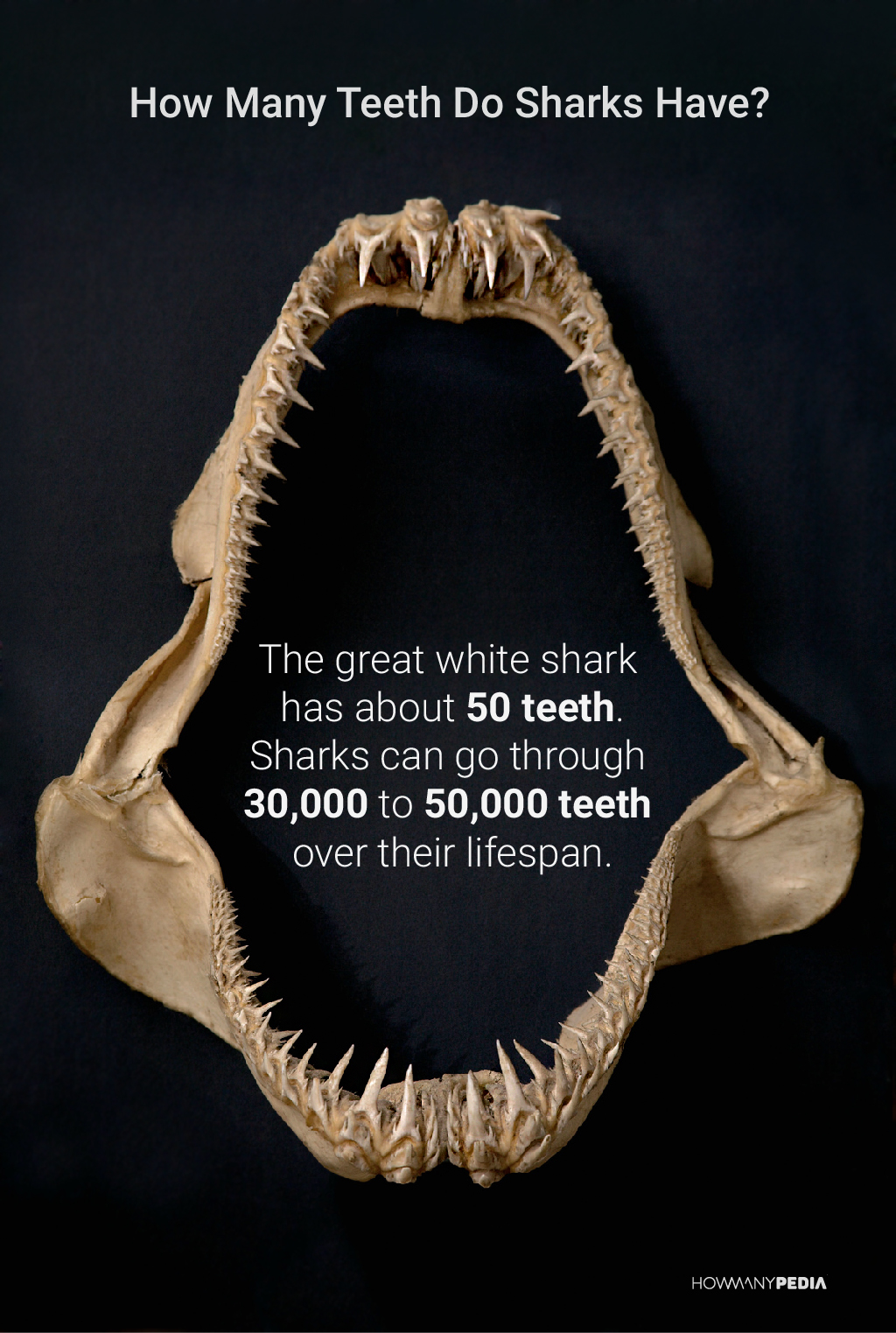 How Many Teeth Do Sharks Have