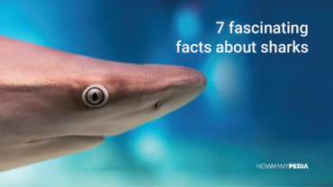 fascinating facts sharks