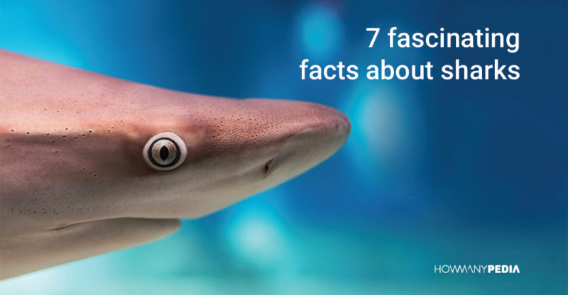 fascinating facts sharks