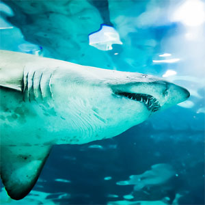 How Many Teeth Do Sharks Have